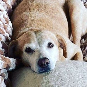 Meet your Posher, Patti